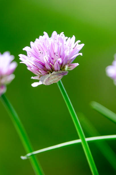 istock Blooming Chives in the Garden – Close-Up 2216261148