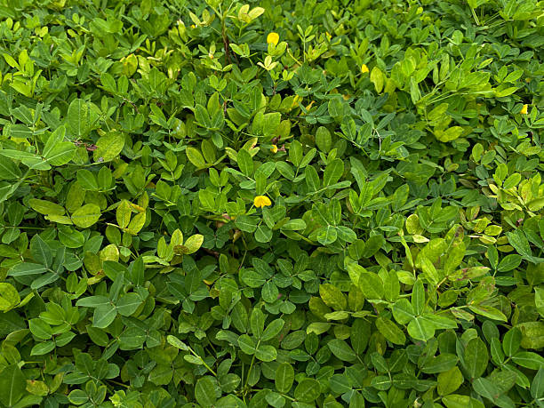 istock Arachis pintoi, green leaves full cover background 2216262173