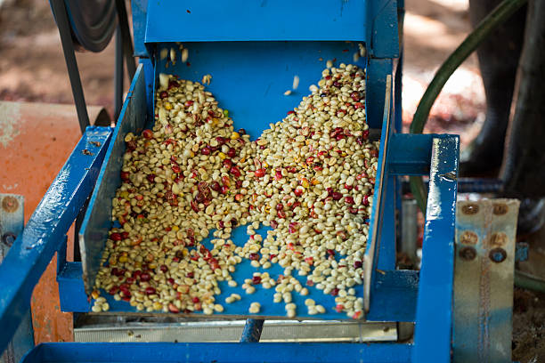 Smart farming techniques machinery roast apparatus coffee bean dry sunlight tool sunbeam sunray sunshine fresh garden produce agriculture promotes farmer concept close up plant farm blur background
