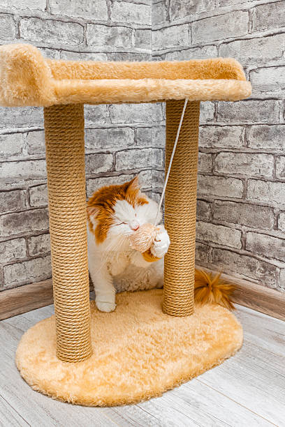istock play complex with a bed and scratching post for cats, vertical photo 2216267669