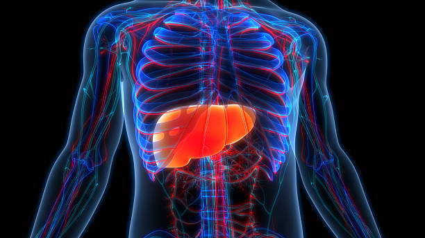 istock Human Internal Digestive Organ Liver Anatomy 2216267929