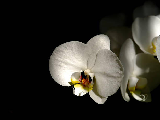 Delicate white orchid flowers are beautifully lit from one side, casting soft shadows against a dark background, showcasing their intricate details.