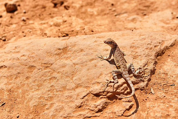 istock Alert Lizard Basking on Sedona Sandstone, Close-Up Perspective 2216270434