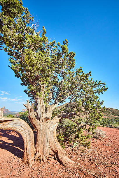 istock Resilient Desert Tree Against Blue Sky, Sedona Landscape 2216271082