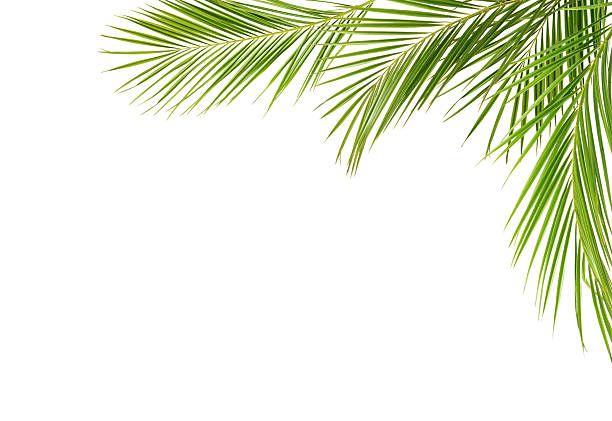 Green palm branches in a corner arrangement isolated on white background
