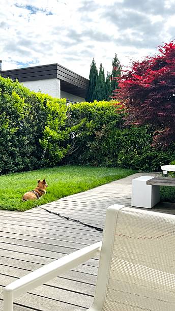 istock Dog lying on the meadow 2216272897