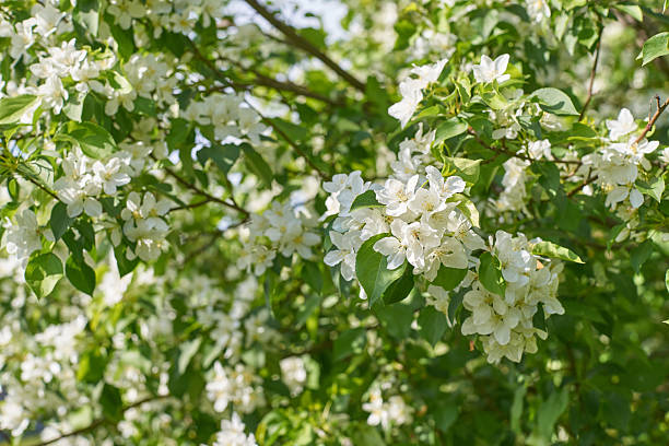 istock Blooming white apple blossoms in sunlit orchard with lush greenery 2216274138