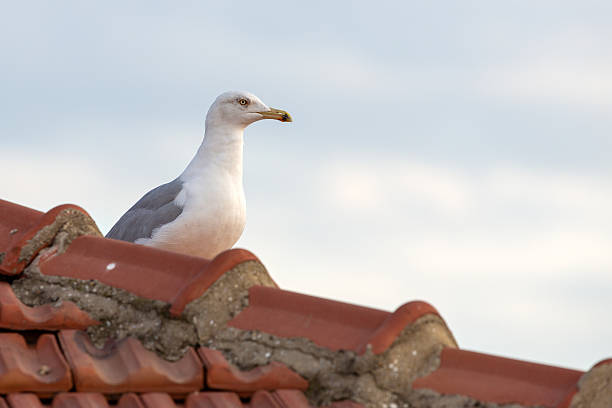 istock Seagull Standing on a Roof Tiles 2216274481