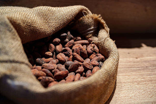 Roasted beans or seeds of Theobroma cacao or cocoa in a jute sack with a ripe fruit, close up