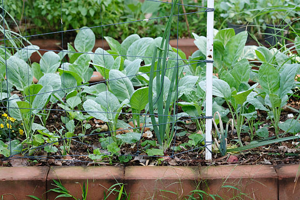 istock Organic Kale. Vegetable plot in the house. Organic vegetable plot garden of Vegetable plot in the house. 2216274826