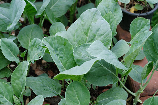 istock Organic Kale. Vegetable plot in the house. Organic vegetable plot garden of Vegetable plot in the house. 2216274829