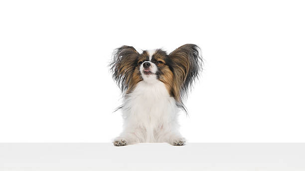 istock Adorable fluffy Papillon dog with bog ears sits attentively behind white surface, with closed sleepy eyes isolated on white background. 2216274848