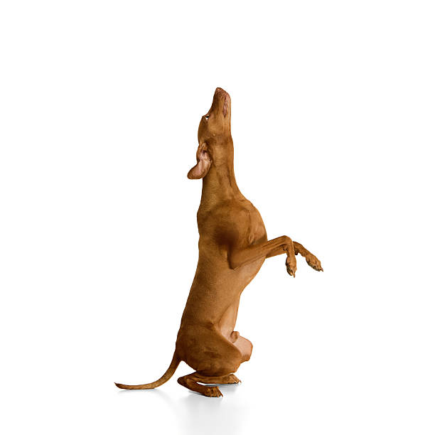 istock Hungarian Vizsla sitting upright with front legs lifted and head tilted back in expressive motion against white background. 2216274938