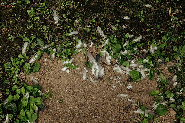 After the recent storm, the garden reveals a patch of bare soil surrounded by greenery and scattered white feathers, hinting at a wild encounter that took place.