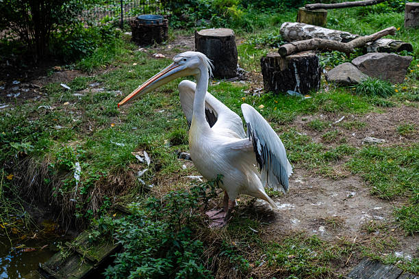 A View on white pelican resting at warm day