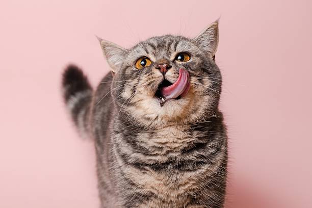 Gray funny cat licking its lips, isolated on a pink background