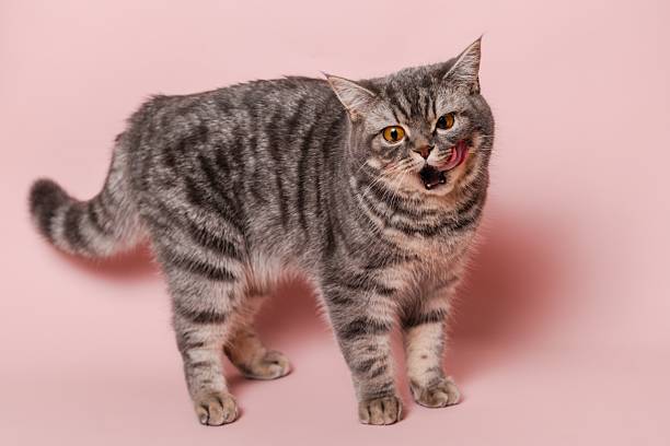 istock Gray funny cat licking its lips, isolated on pink background 2216276674