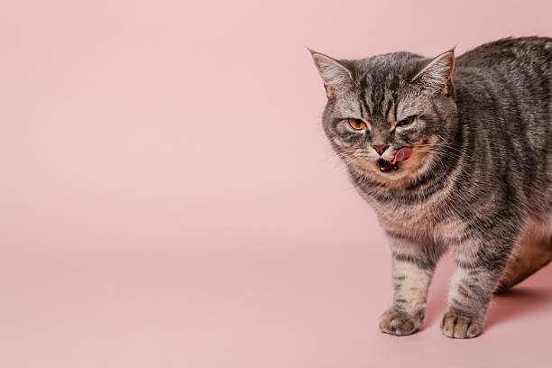 istock Gray funny cat licking its lips, isolated on pink background 2216276681