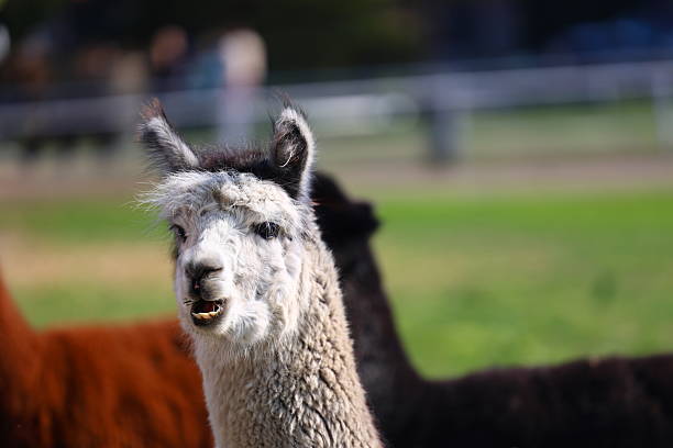Close-up of a smiling alpaca in a field