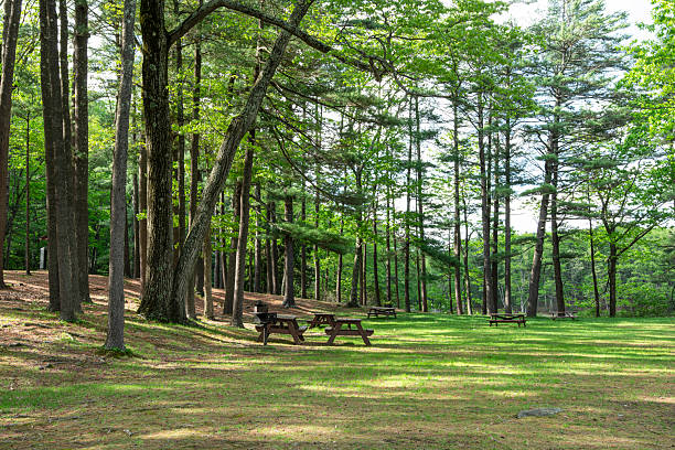 istock picnic area  loccated  in the leominster state forest 2216277813