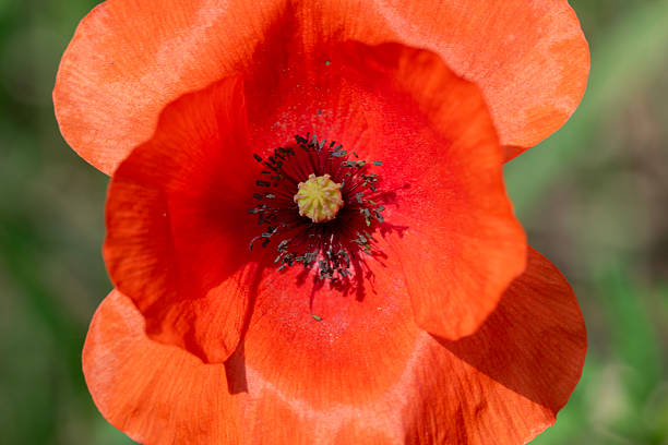 Close Up Papaver Flower In Bloom At Amsterdam The Netherlands 20-5-2025