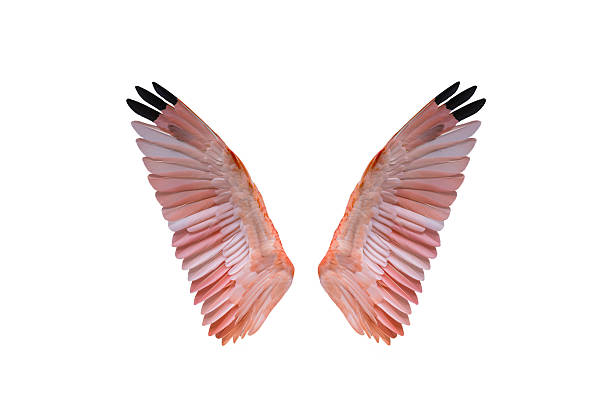 pair of wings with white light between against wispy lilac pink blue background and space for text either side