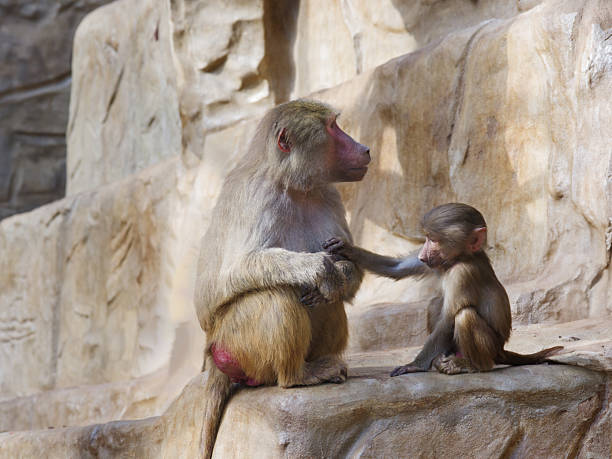 Female guinea baboon (Papio papio) with baby and other family members.