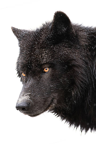 Canadian wolf  isolated on white background