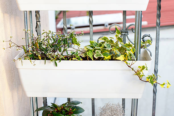 growing plants on the balcony hobby