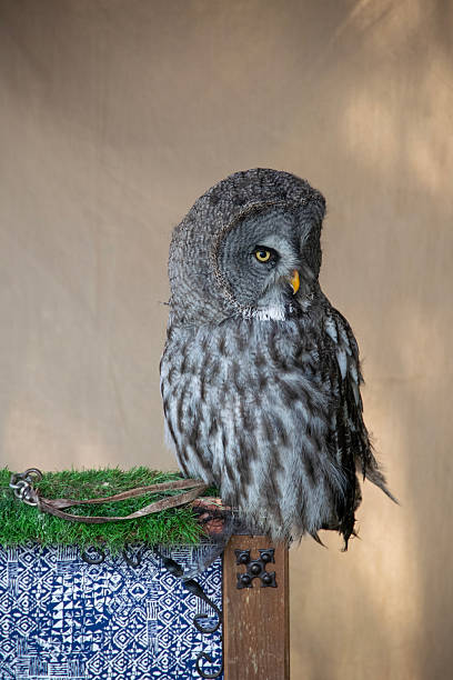 istock Gray owl perched indoors on wooden post 2216286428