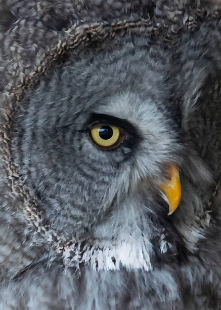 Medium shot, front view of a gray owl perched on a wooden post indoors against a plain background.