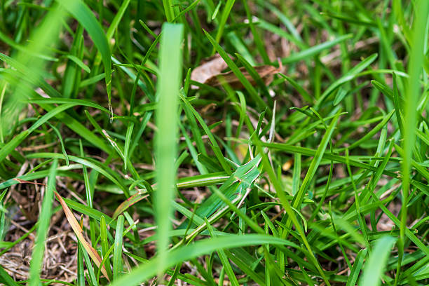 istock Lush Green Grass Close-Up 2216286703