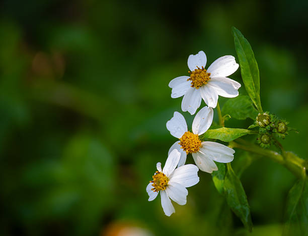 Wood anemones (Anemone Nemorosa) blooming in early spring