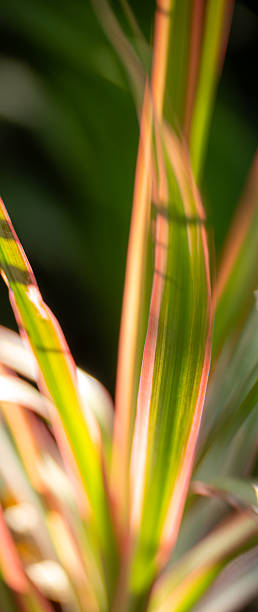 istock Closeup cordyline leaves 2216287035