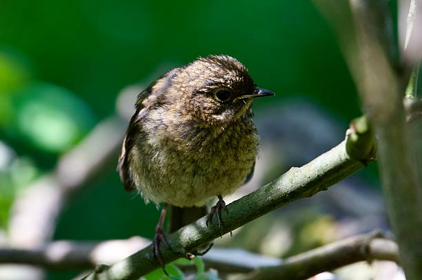 istock Robin juvenile Fledging bird perched on a branch 2216287209