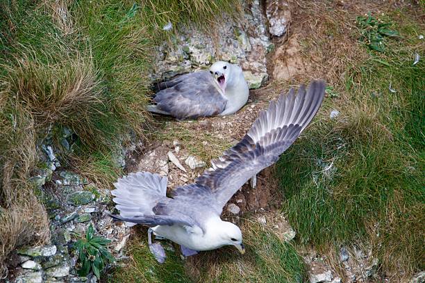 Northern Fulmar sea bird perched beak open on the cliff edge