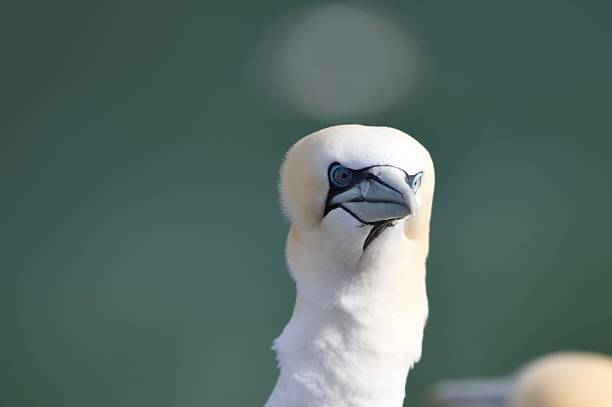 Single portrait head shot Northern Gannet