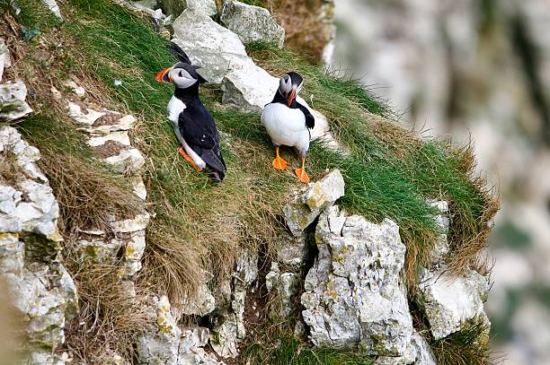 istock Pair of atlantic Puffins perched on the cliff edge 2216287304