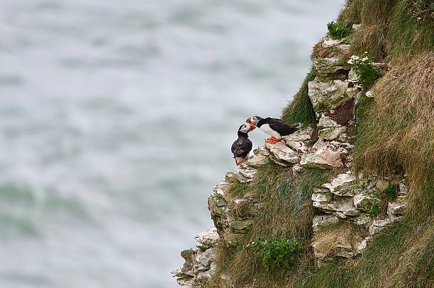 air of atlantic Puffins perched on the cliff edge