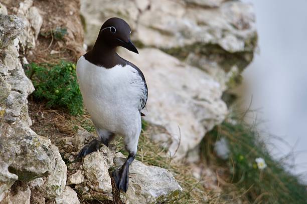 istock Guillemot sea bird perched on a cliff edge 2216287342
