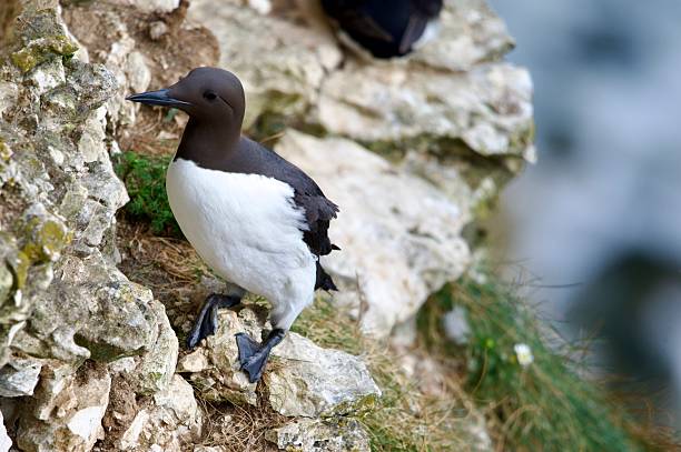 istock Guillemot sea bird perched on a cliff edge 2216287415
