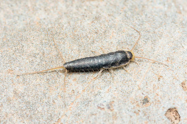 istock Close-up of silverfish on stone surface 2216290430