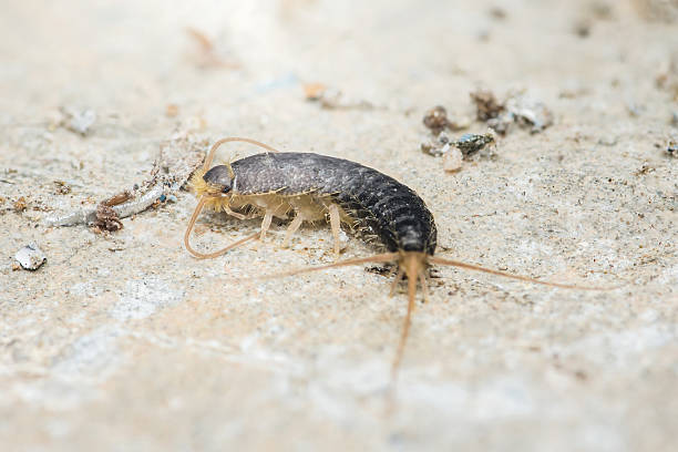 istock Silverfish crawling on dirty floor in house 2216290432