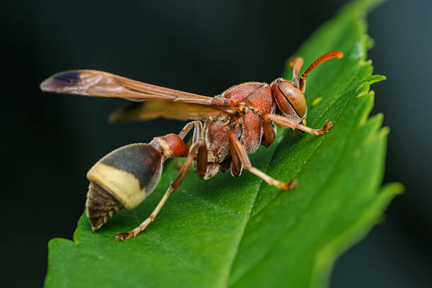 istock Red wasp exploring green leaf in natural habitat 2216290470