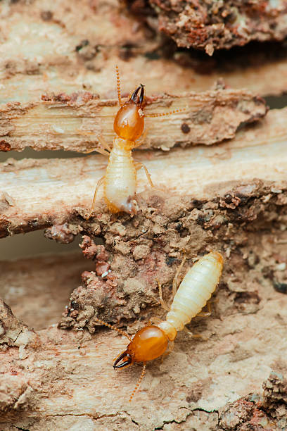 istock Termites destroying wood, a serious pest problem for homes 2216290524