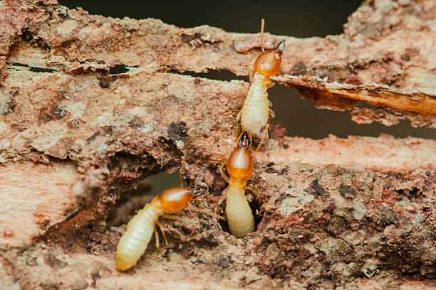 istock Termites destroying wood in close-up: pest control needed 2216290525