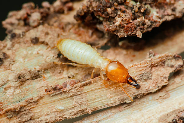 Close-up view of a termite worker consuming damaged wood, emphasizing the destructive behavior of these pests and underscoring the critical need for effective pest control measures