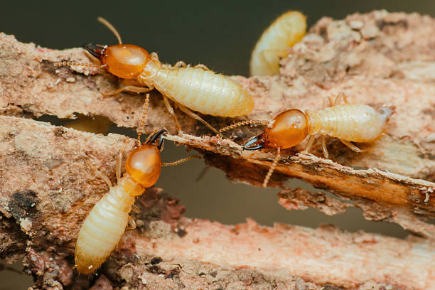 istock Termites destroying wood in close-up: pest control needed 2216290532