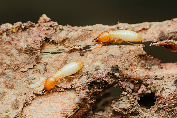 istock Termites destroying wood in close-up: pest control needed 2216290547