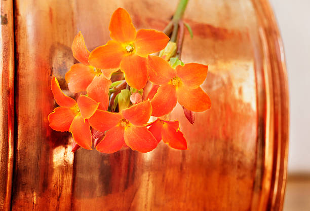 Perennial succulent plant of kalanchoe with orange flowers studio shot